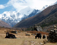 Tamang Heritage & Langtang Valley Trek 